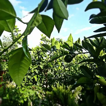 Casale Del Sole *